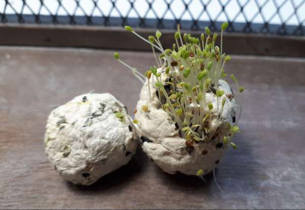 bomboniere bombe di semi ECOFATTOART